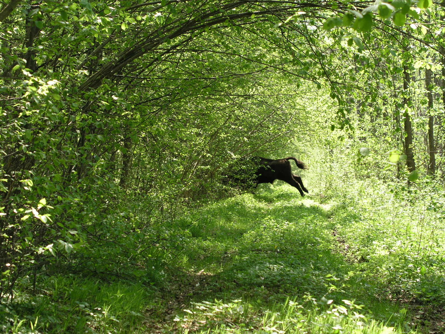 Bialowieza Forest