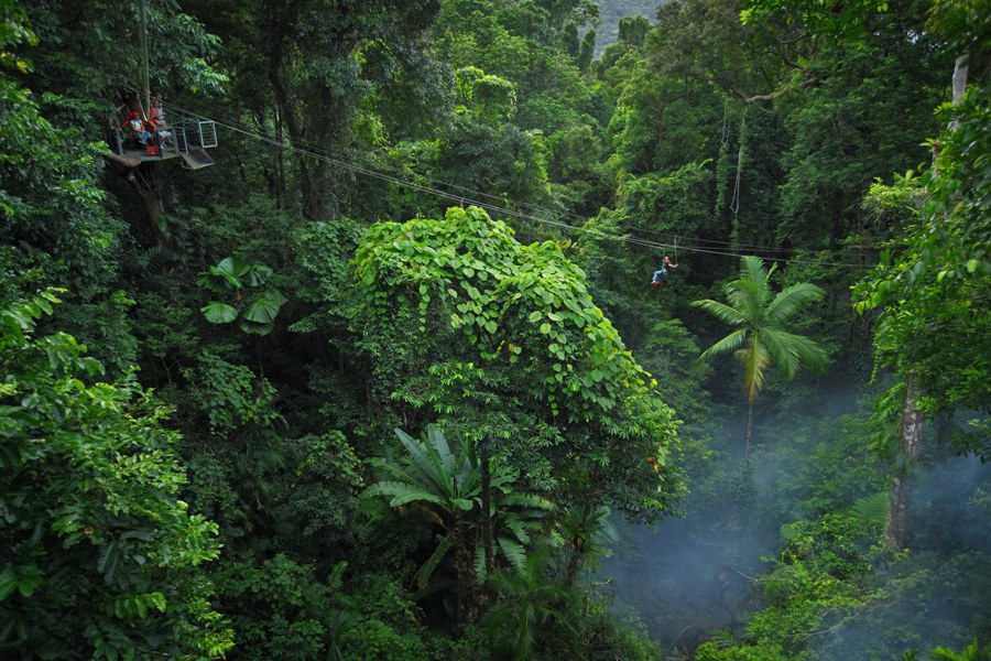 Daintree