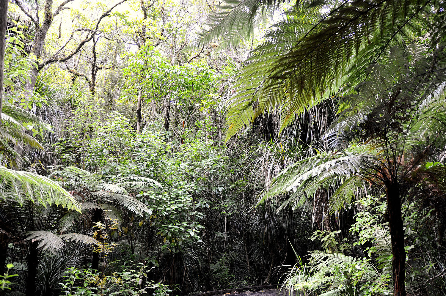 Waipoua_Forest