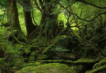 YAKUSHIMA-FOREST