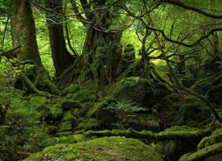 YAKUSHIMA-FOREST