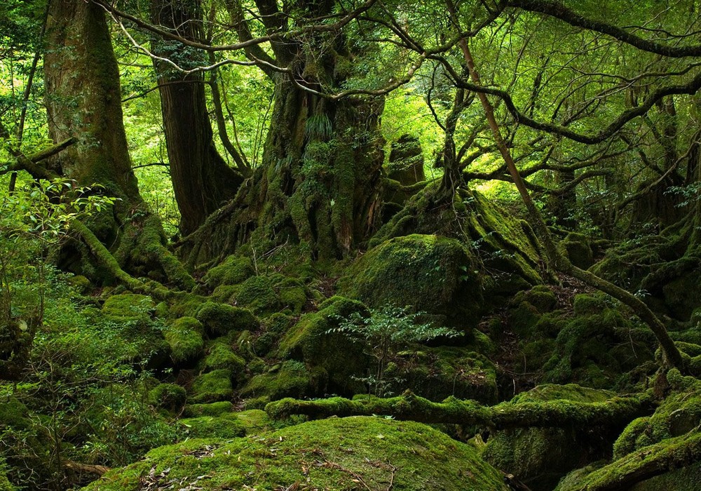 YAKUSHIMA-FOREST