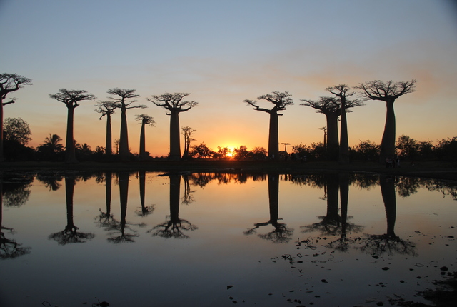baobab forest