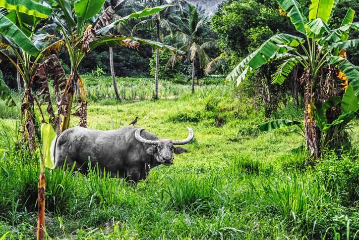 Laos