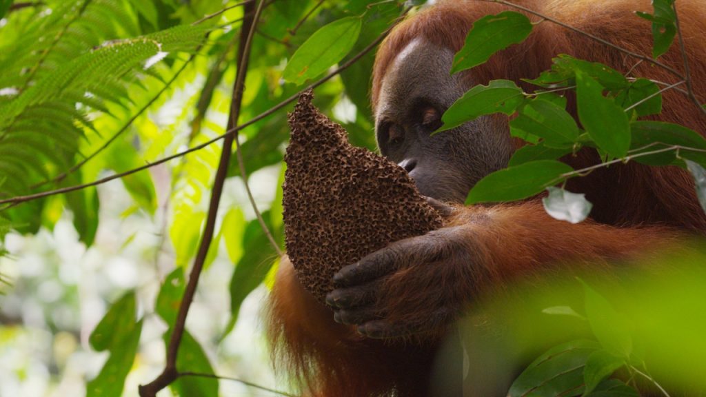 Nature: The Last Orangutan Eden