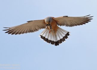 Снимка: natureimages.eu белошипа ветрушка