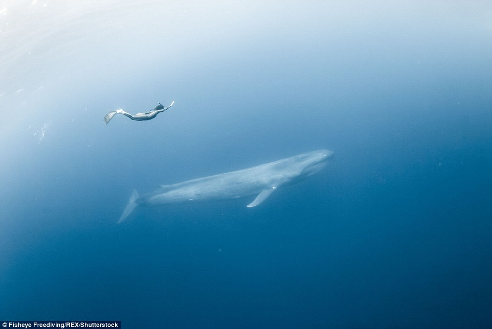 На един дъх сред китове