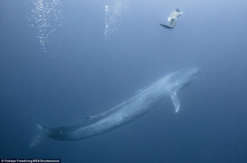 На един дъх сред китове