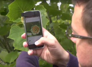 Shazam for Plants