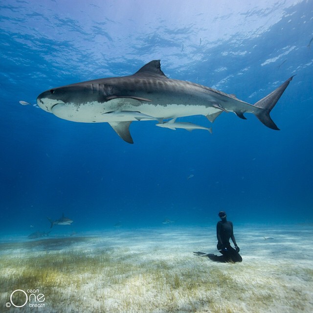 Снимка: oneocean_onebreath @ instagram