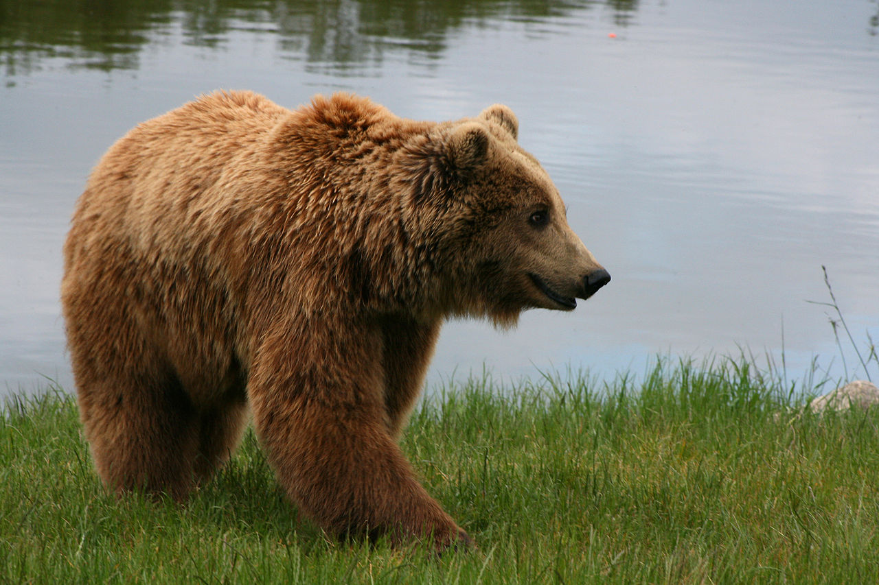 Ursus arctos