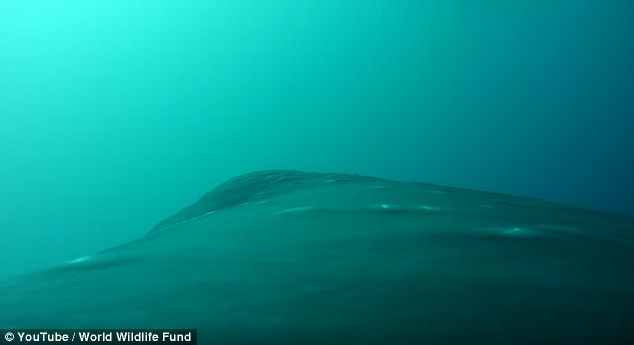 Под водата с очите на кит