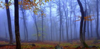 Woods