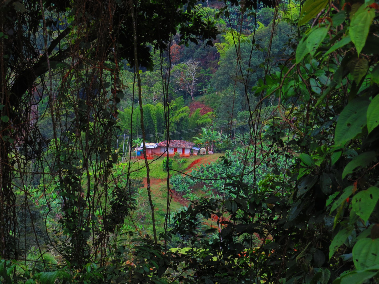 Roldanillo, Valle de Cauca снимка: Ира Кюрпанова