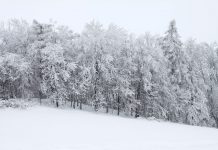 Сняг, дървета