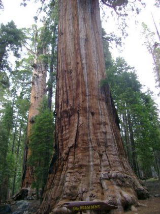 Sequoiadendron giganteum