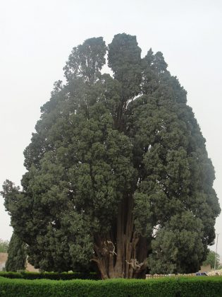 Cupressus sempervirens