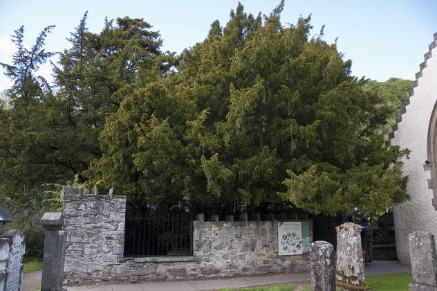 Taxus baccata