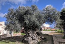 Olea europaea
