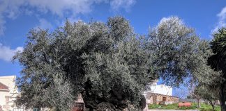 Olea europaea