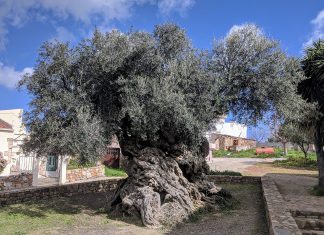 Olea europaea