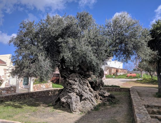 Olea europaea