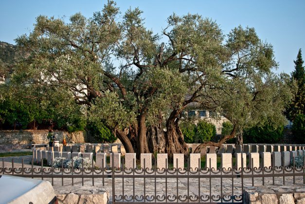 Olea europaea