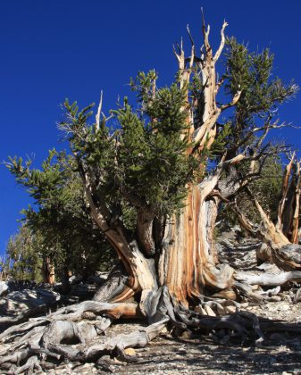 Pinus longaeva