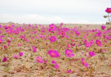 Цветя в пустинята