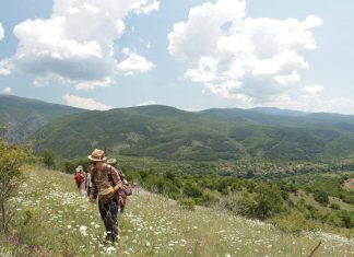 Лечебните растения близо до нас