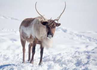 arctic animals