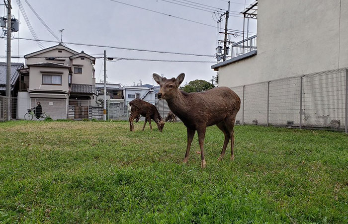 Разхождащи се елени из Нара, Япония ; Кадър: okadennis /