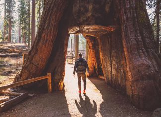 Кадър: Yosemite National Park ; ARTUR DEBAT/GETTY