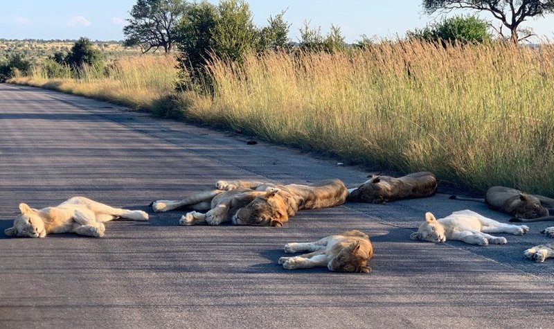 kruger-lions-pandemic-1