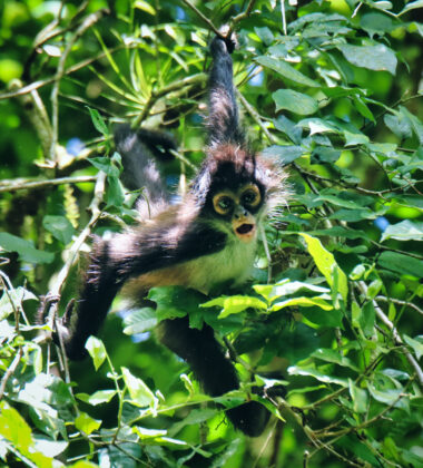 Паякова маймуна. Гватемала