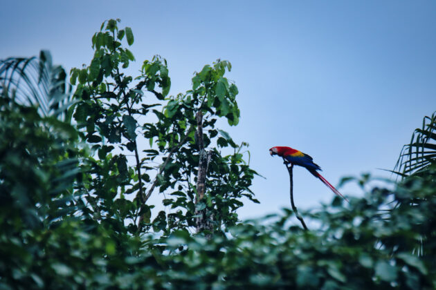 Папагал Ара. Коста Рика