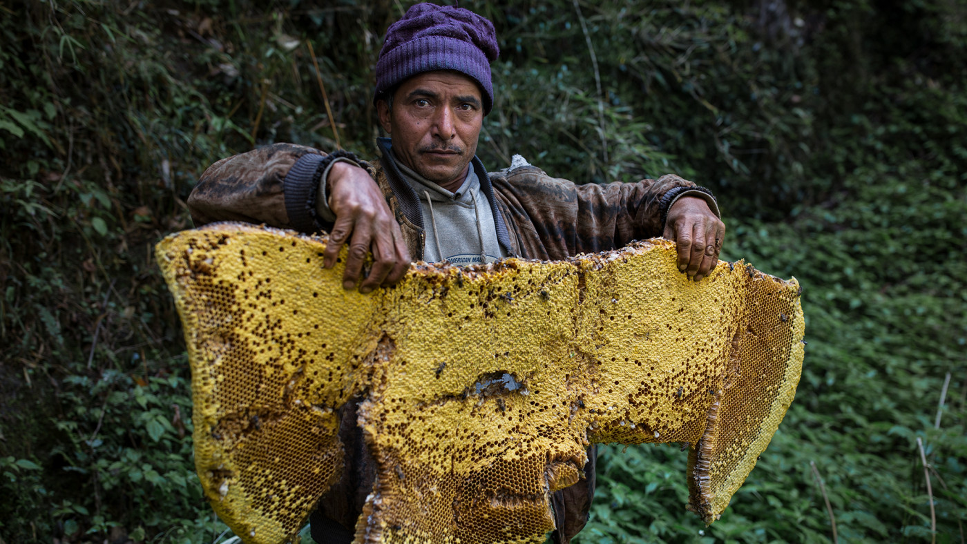 Пчелна пита на луд мед, Непал
