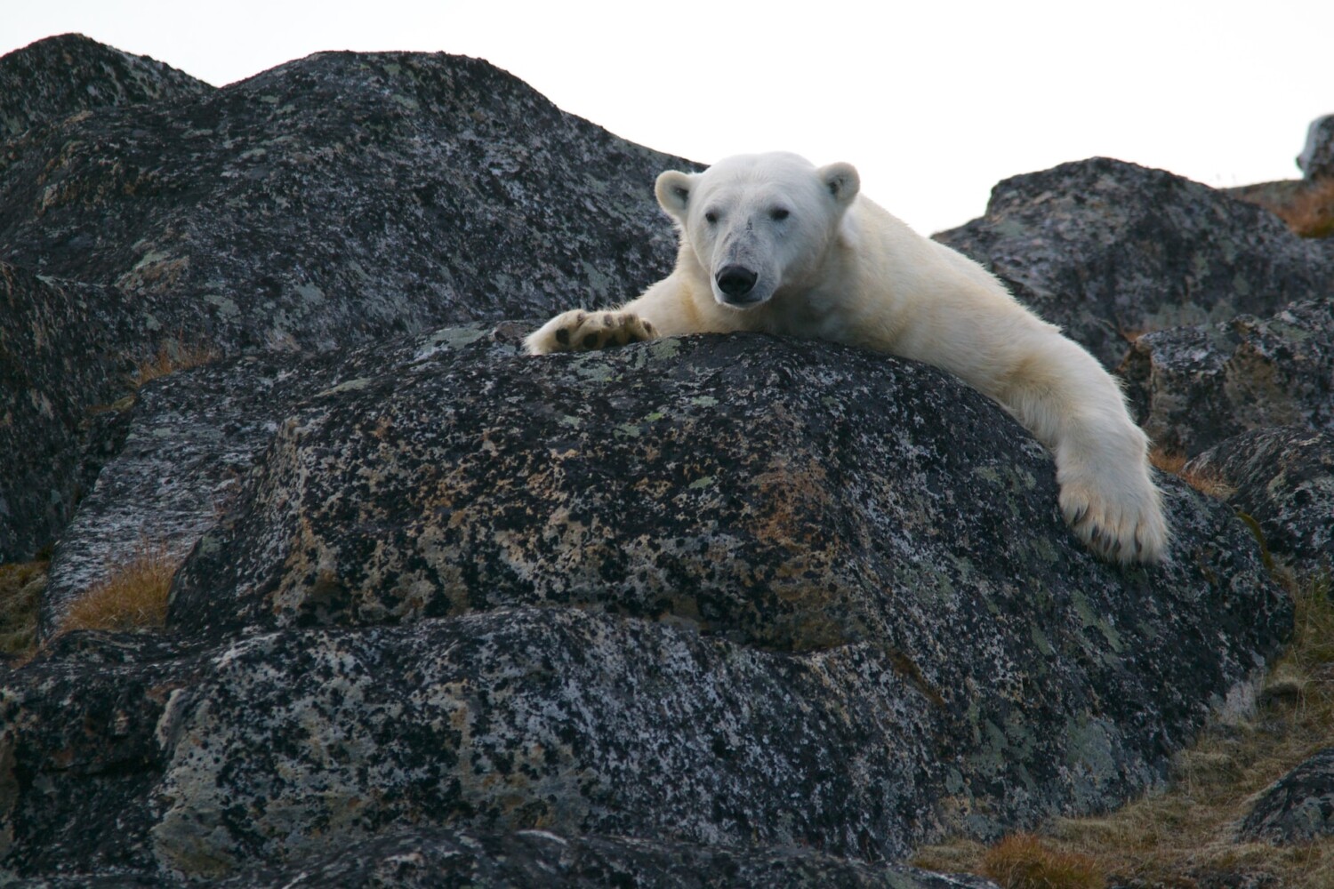 Бяла мечка в Свалбард, Норвегия