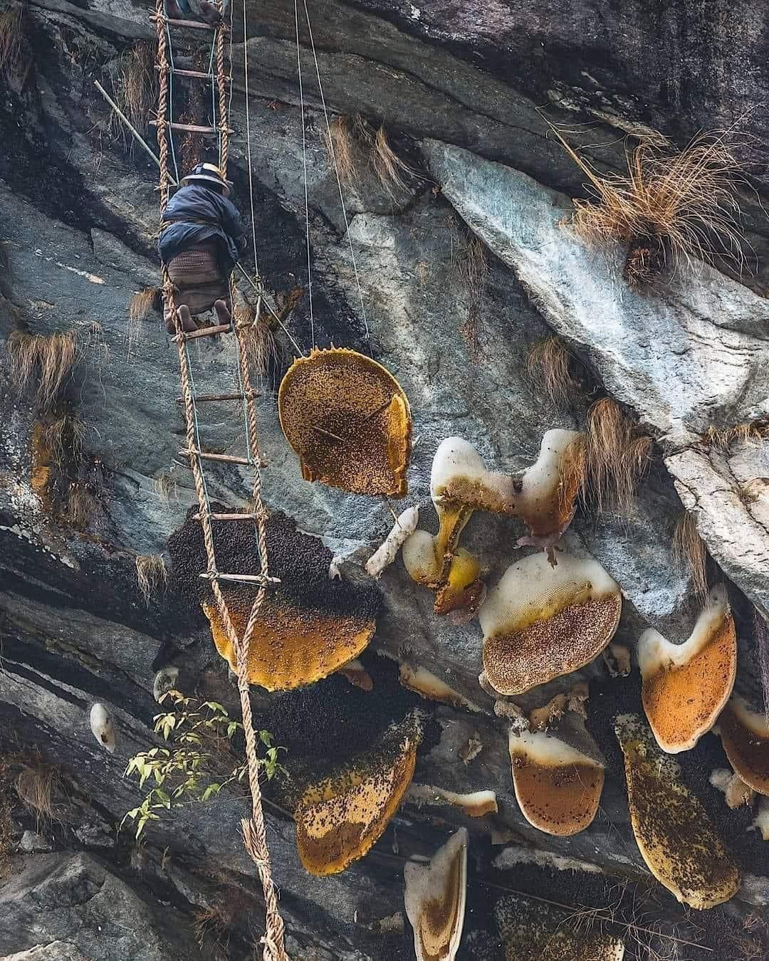 Събиране на див мед в Непал - местните продължават вековната традиция