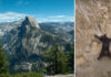 Мечка се изкатери на Халф Доум в Йосемити