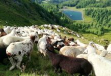 Овце се грижат за австрийски ски писти