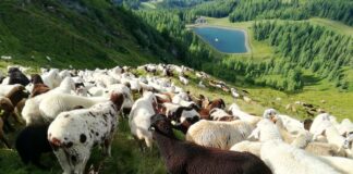 Овце се грижат за австрийски ски писти