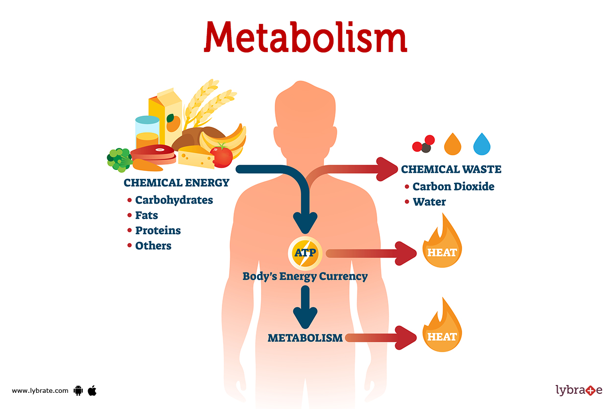 Метаболизъм: Как да отслабнем и да сме в добра физическа форма?