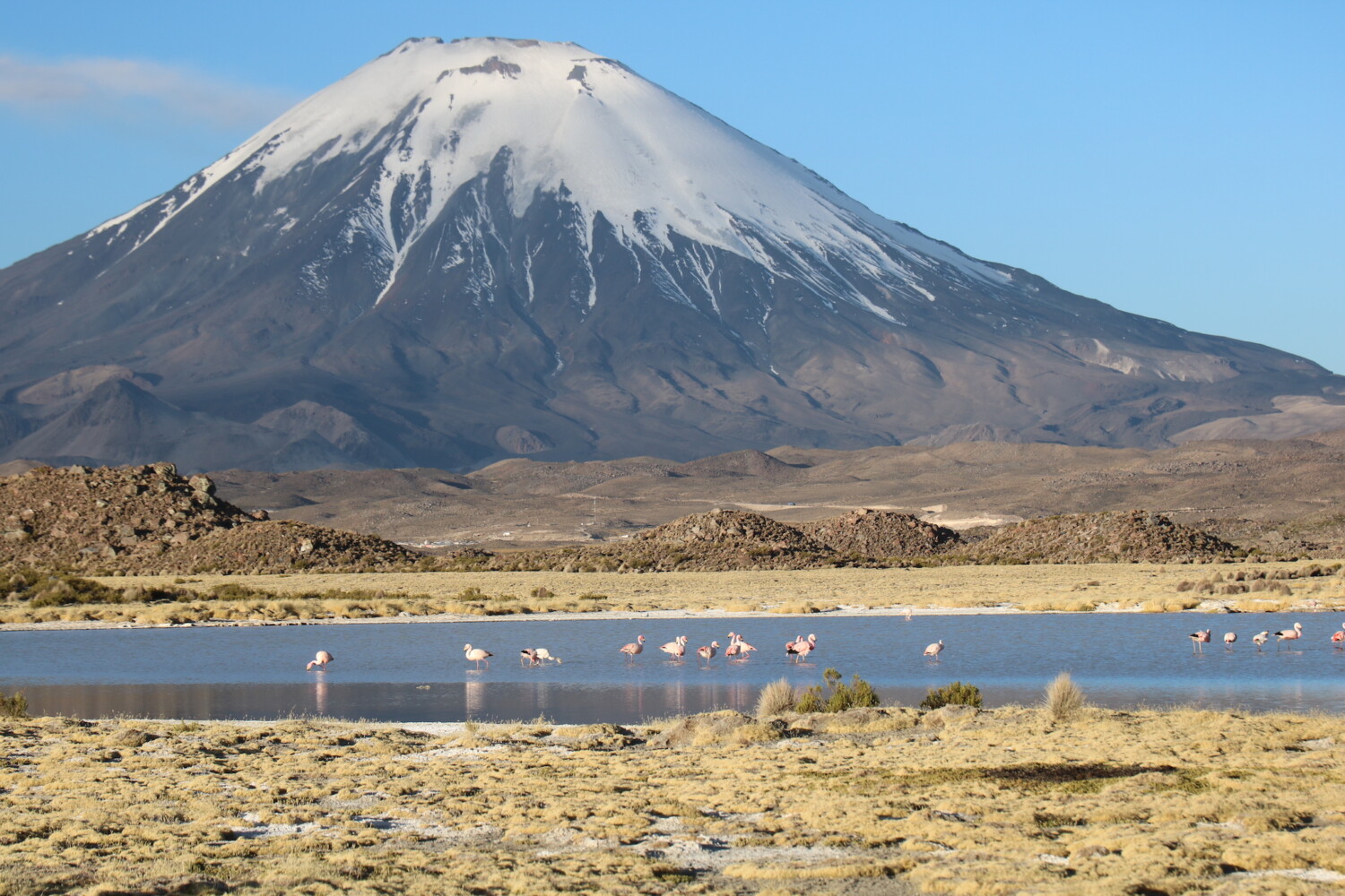 Вулкан Паринакота и фламинготата. Чили