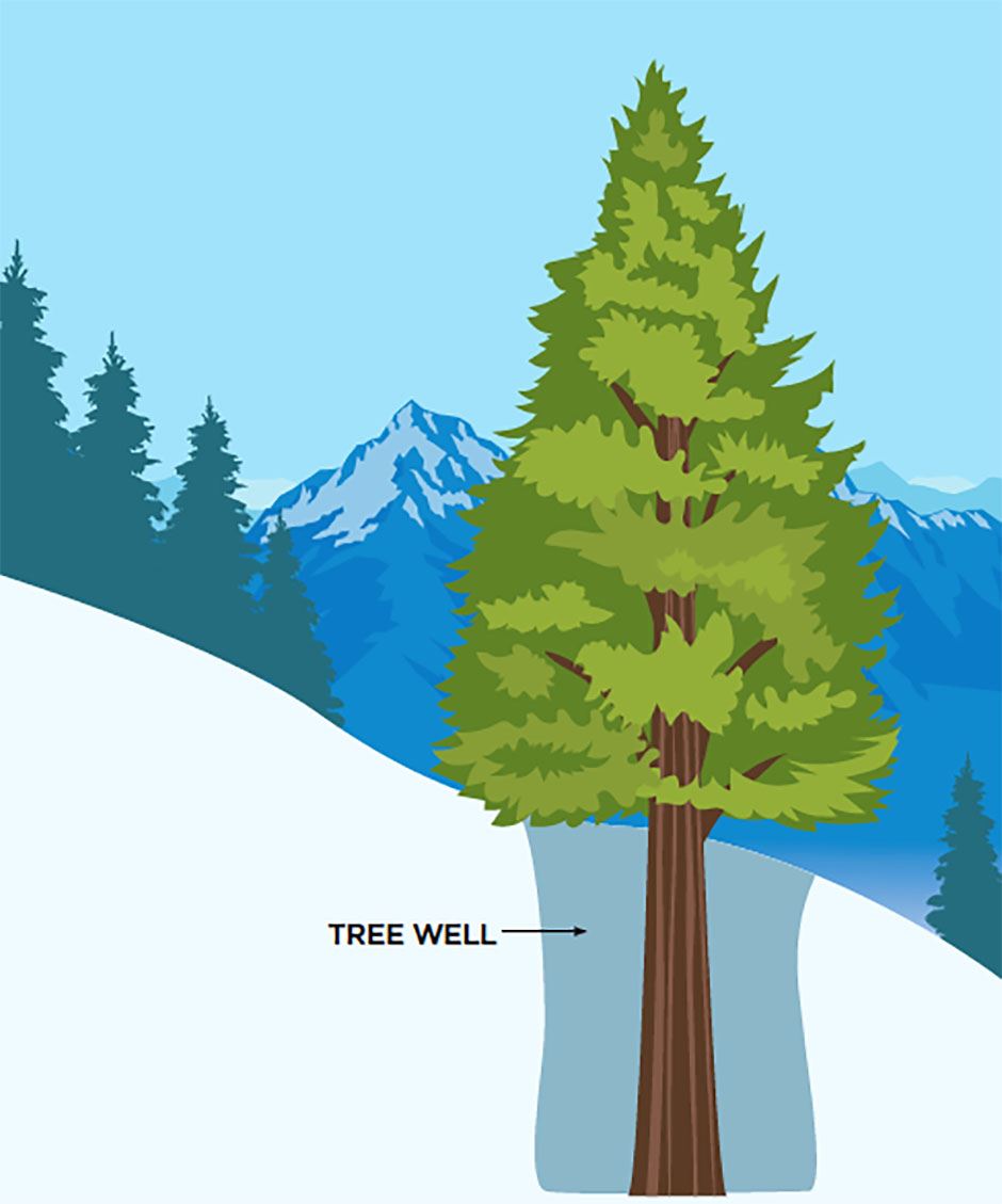 Tree Well - рехав сняг около ствола на дърво, при подаването в който, човек може да бъде затрупан 