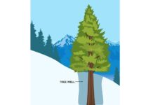 Tree Well - рехав сняг около ствола на дърво, при подаването в който, човек може да бъде затрупан, без възможност да се измъкне