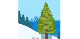Tree Well - рехав сняг около ствола на дърво, при подаването в който, човек може да бъде затрупан, без възможност да се измъкне
