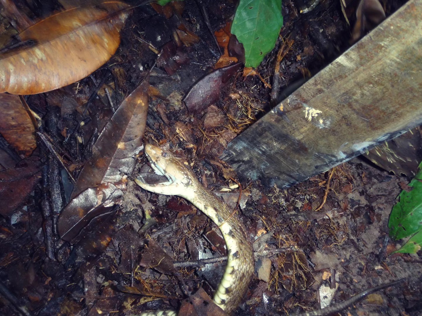 LHAMSUREN SNAKE 005