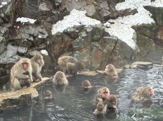 Японските снежни маймуни, които се къпят в горещи минерални извори