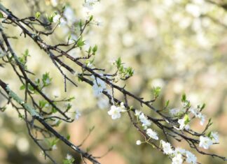 Пролетно равноденствие: Цъфнало дръвче